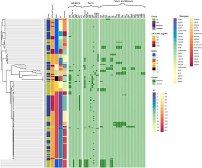High-Zinc Supplementation of Weaned Piglets Affects Frequencies of Virulence and Bacteriocin Associated Genes Among Intestinal Escherichia coli Populations